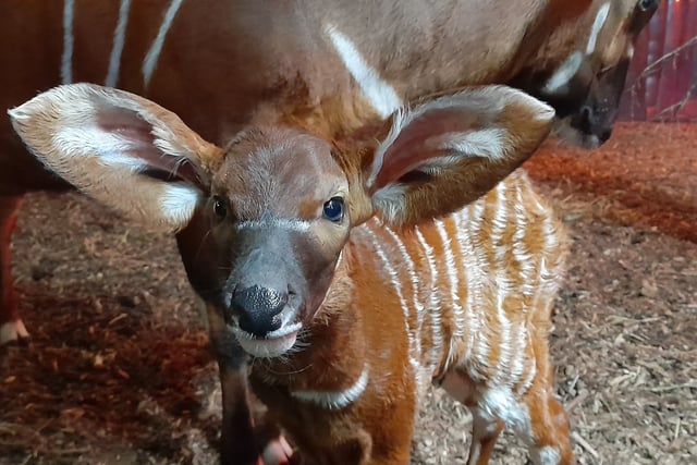 Are these the cutest floppy ears you've ever seen?
