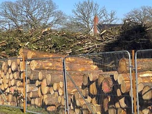 Trees felled to make way for 350 houses in Bordon