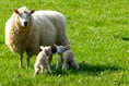 Damian Hinds: New Dogs Bill will tackle the scourge of sheep worrying