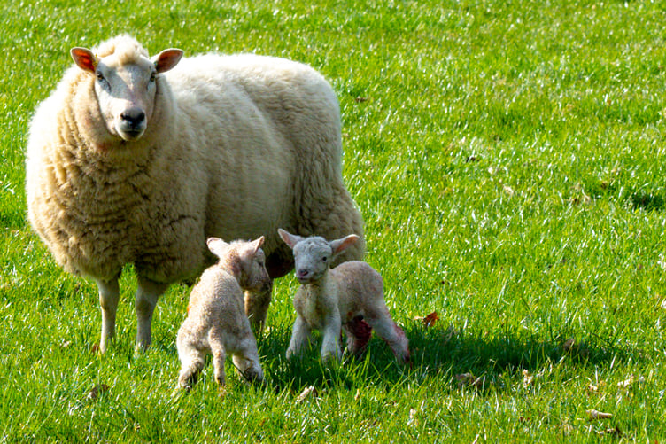 Sheep with lambs