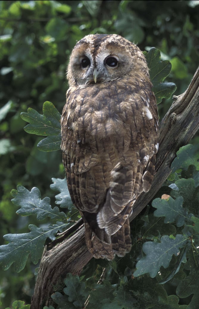 Tawny owl on it's perch