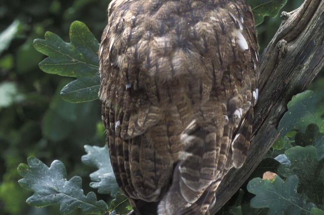 Tawny owl on it's perch