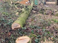 Tree felling left former Medstead woodland looking like a 'war zone'