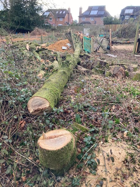 Tree felling off Holland Drive, Medstead, February 2023.
