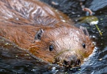 Hear an update on Haslemere's beavers at the Great Green Get Together