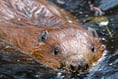 Hear an update on Haslemere's beavers at the Great Green Get Together