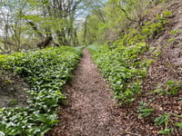 WALK ALTON: A walk leader's view