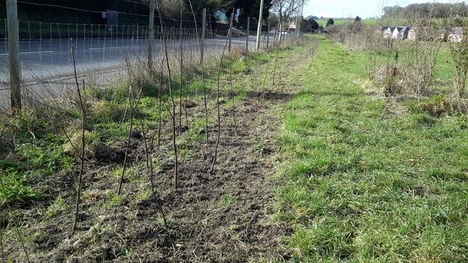 Alton Climate Action Network's finished hedgerow at Will Hall Meadow