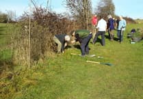 Two new hedgerows planted by Alton Climate Action Network volunteers