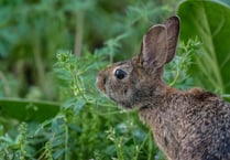 Community service for man convicted of hare coursing in Crondall