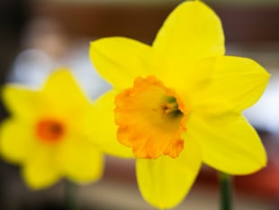 Celebrate the onset of spring at the Surrey Hills Spring Fair