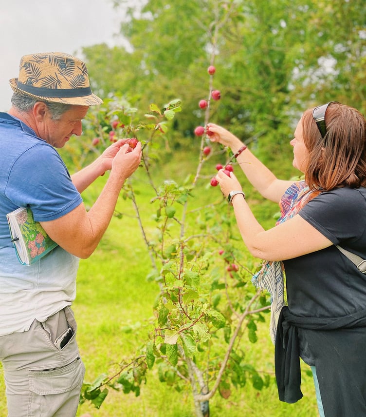 Look out for blossom on the Lion Green Orchard this spring