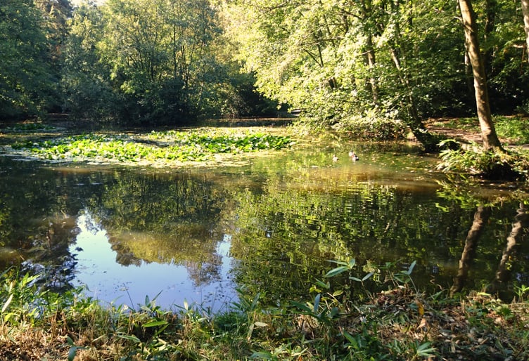 A pond in the Deadwater Valley nature reserve, described as 'a jewel in the crown for Whitehill and Bordon' by district councillor Adam Carew