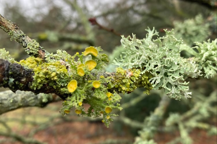 An easily-overlooked organism teloschistes chrysopthalamus has been discovered growing at Petersfield Heath, despite fears it was close to extinction in the British Isles
