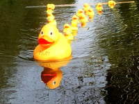 Farnham Duck Race to return at Gostrey Meadow next weekend