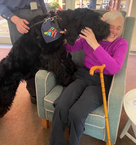 Giant schnauzer Rex gives care home resident Brenda Austin a big kiss hello during his first birthday party at Shannon Court in Hindhead. Rex, whose owner is the deputy home manager at Shannon Court, is a regular visitor to the care home and was spoilt rotten on his big day.
