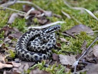 Heath Watch: Reptiles are waking up, so be careful where you step