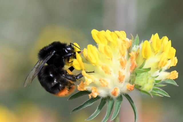 ‘We need to work harder and faster to help nature,’ says South Downs