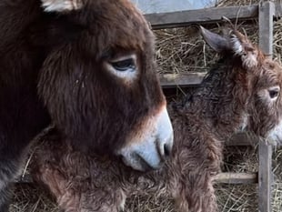 Appeal to find donkey foal Moon missing from Miller's Ark in Hook