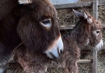 Appeal to find donkey foal Moon missing from Miller's Ark in Hook