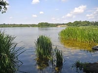 'Extremely dangerous' algae could close Frensham Pond until November