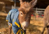 'Credible sighting' of missing donkey foal Moon in Farnham