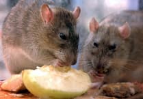 Hampshire County Council dealt with hundreds of rodent infestations last year