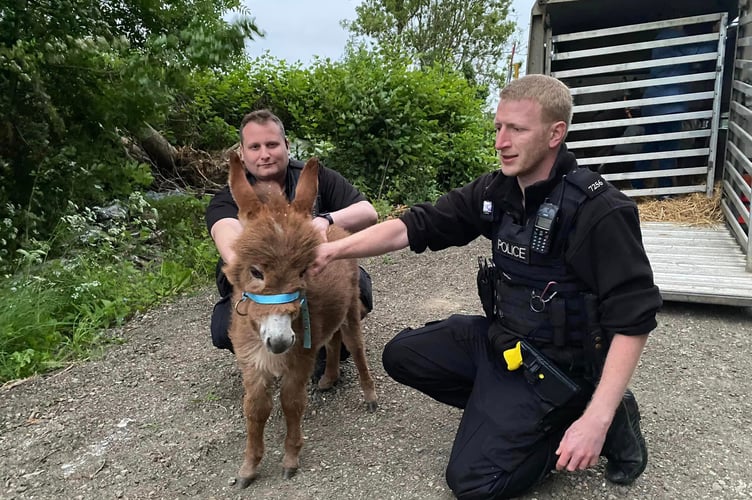 Little donkey Moon was recovered on Wednesday night after a police investigation, and returned home to Miller's Ark petting farm near Hook