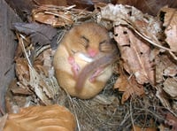 Nibbled hazelnuts reveal Haslemere is officially a dormouse 'hot spot'