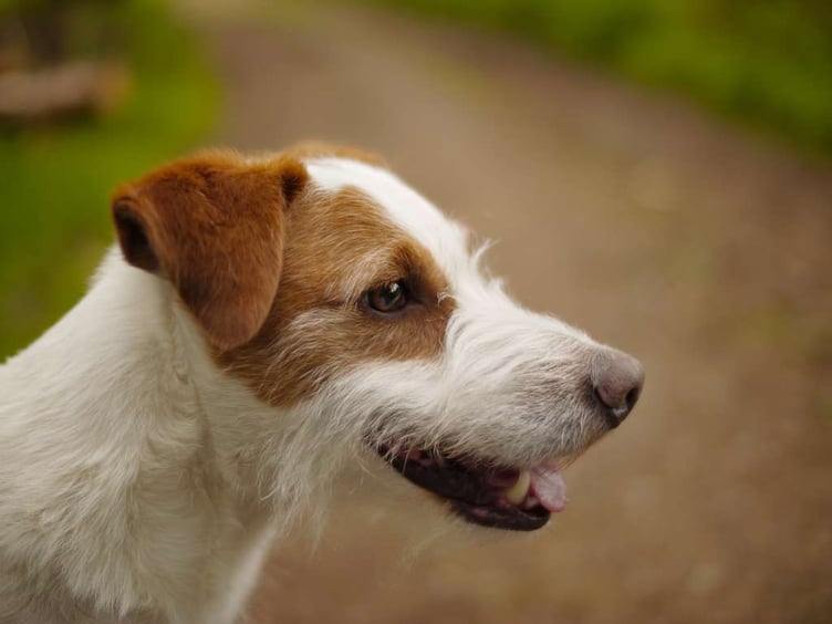 Hambone Junior was a brown and white terrier adopted by American soldiers billeted in Alresford during the build-up to Operation Overlord