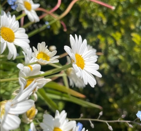 Hidden Gardens of Grayshott under-16 runner-up: Lucy B