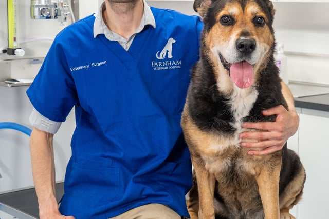 Farnham Carnival dog show to be run virtually because of hot weather