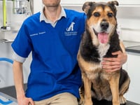 Farnham Carnival dog show to be run virtually because of hot weather