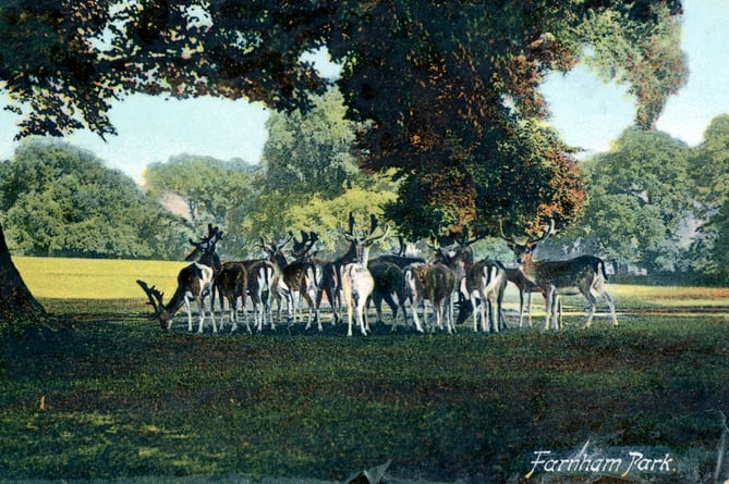 A postcard showing deer in Farnham Park