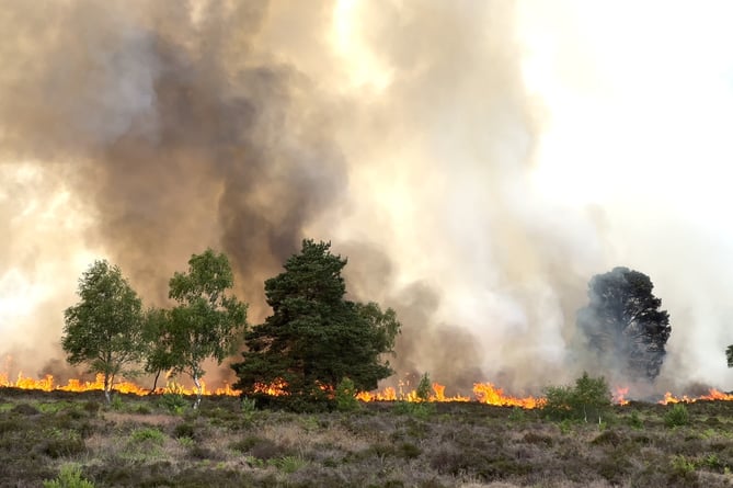 Woodland at Longmoor Camp will take a generation to recover after a fire destroyed 74 acres on June 16