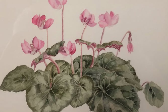 Cyclamen, Best Floral by Sue Cox