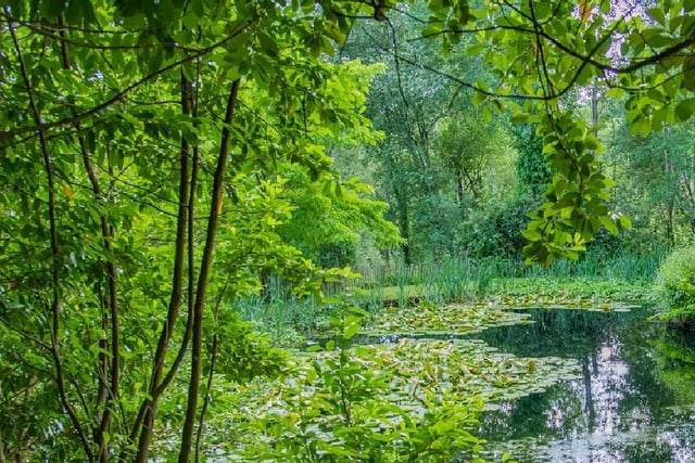 Haslemere Museum gardens open to all this summer