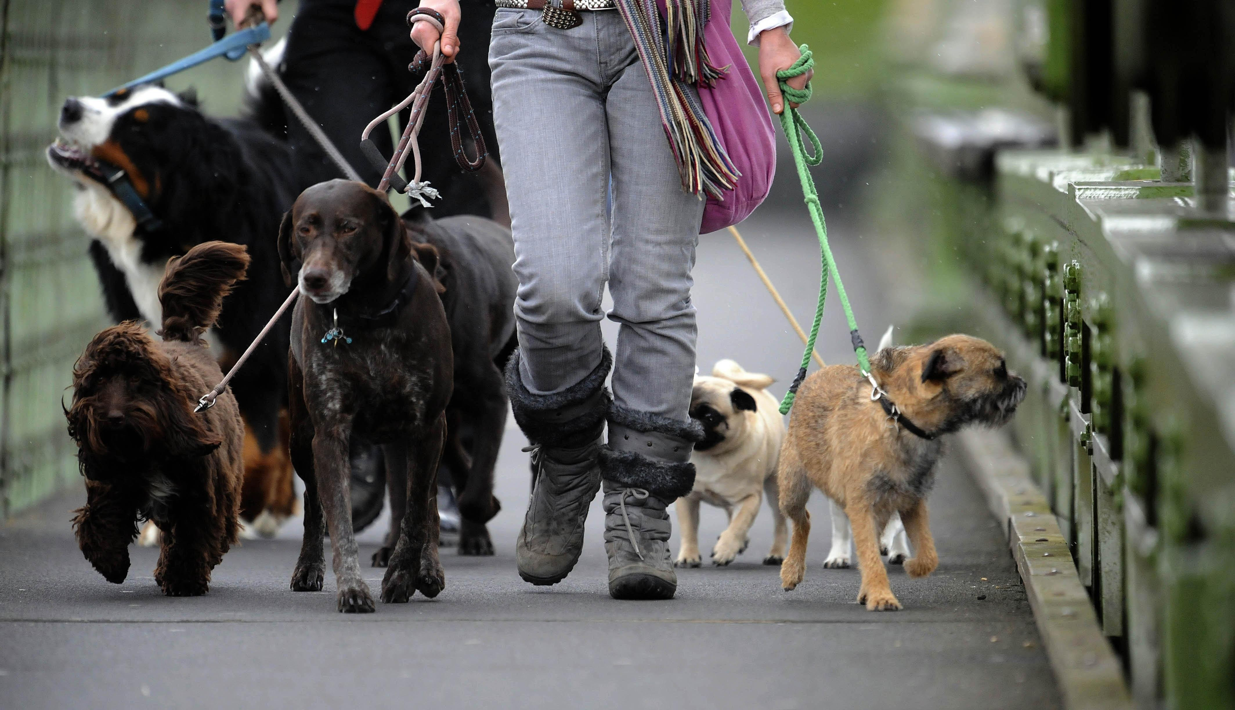  More dog bite wounds treated in Hampshire, Southampton and the Isle of Wight