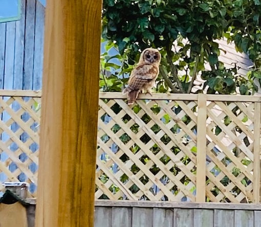 Tawny owl, Drury Lane, Bentworth, June 25th 2023.