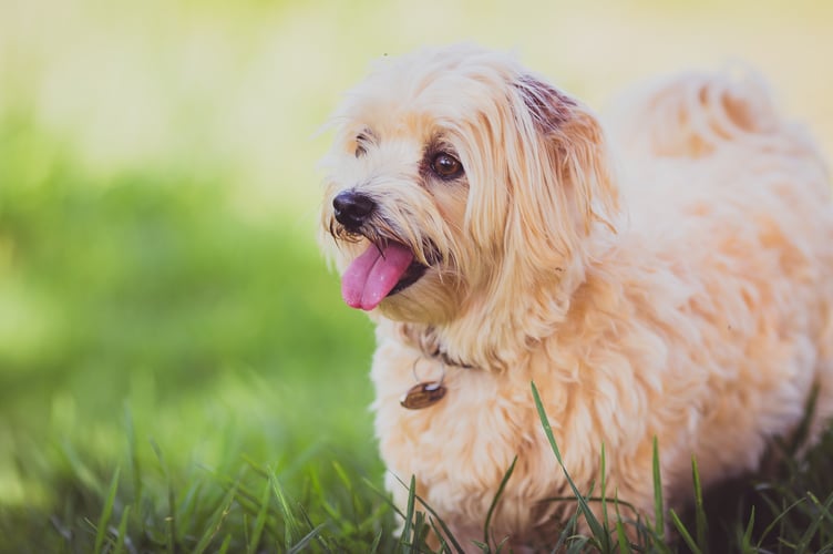 Dog Images & Pictures Walkhaven Dog Park Johannesburg South Africa Animals Images & Pictures Pet Canine Grass Backgrounds Hd Green Wallpapers Toungue Hd White Wallpapers Puppies Images & Pictures Dogtag Collar Tongue Field Garden Outdoors Mammal Golden Retriever Free Images