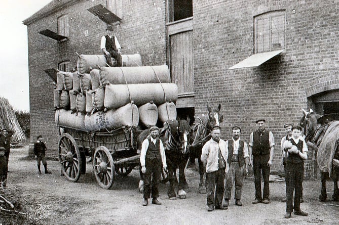 Pockets of Walter Tice’s hops are loaded on a cart outside the modern-day Badshot Lea village hall, on their way to the station circa 1908. The waggoner is Mr Elkins. Note the stack of hop poles on the left.
