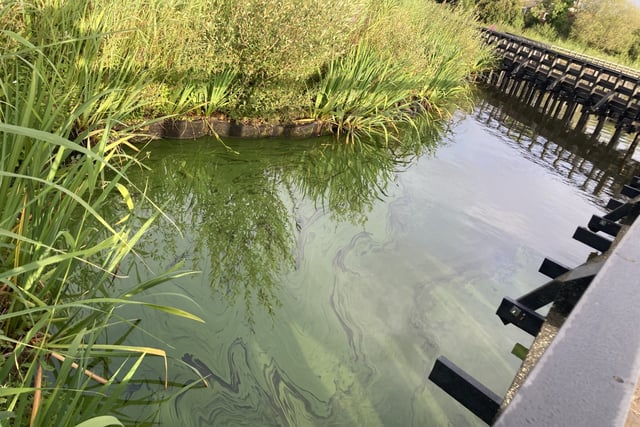Petersfield rangers keeping close eye on Heath Pond algae