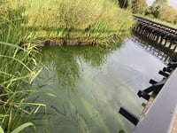 Petersfield rangers keeping close eye on Heath Pond algae