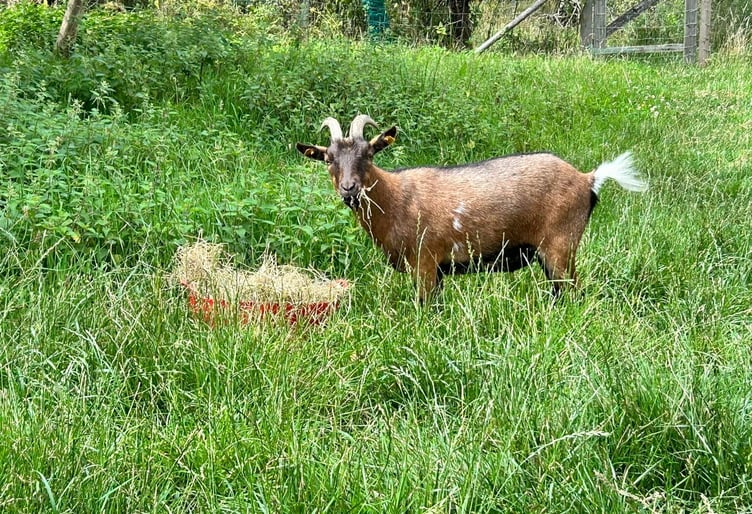 Teddy the goat