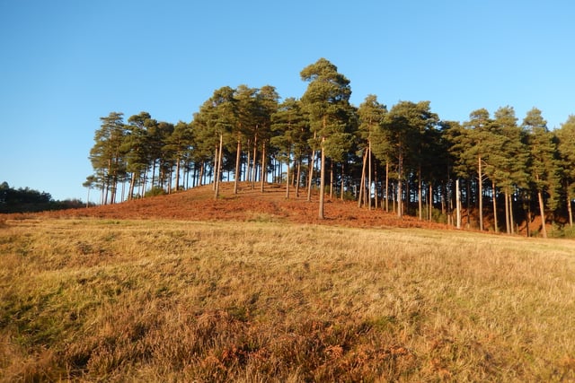 Parts of medieval horror film to be shot at Bourne Wood