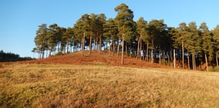 Parts of medieval horror film to be shot at Bourne Wood
