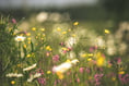 East Hants' meadows are now just patches of abandoned forlorn neglect