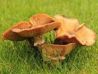 Beware poisonous Jack O’Lantern fungus