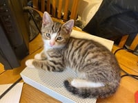 Slow down says Petersfield mum after losing two cats in a fortnight