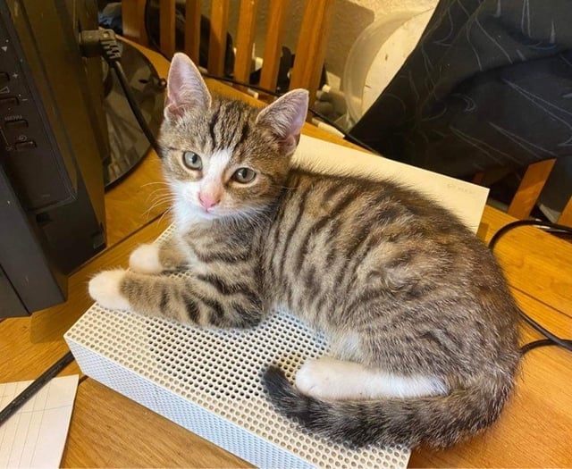 Slow down says Petersfield mum after losing two cats in a fortnight